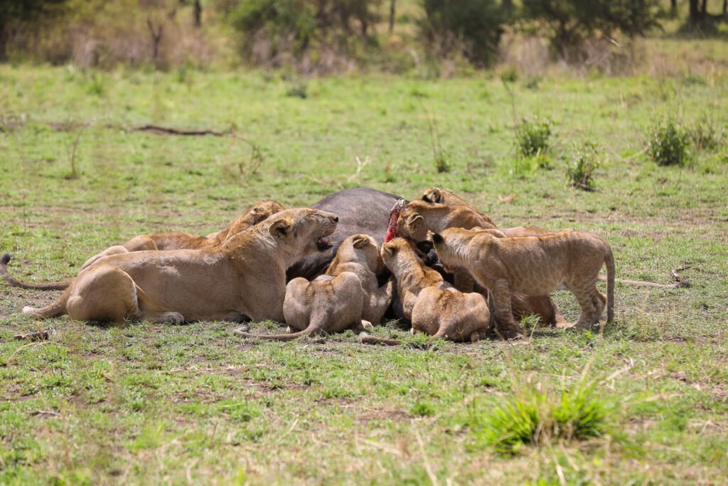 Luxury Travel Adventure in Tanzania