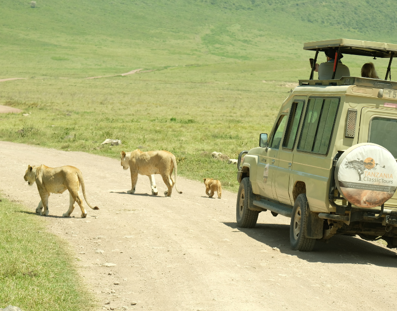 African Safari