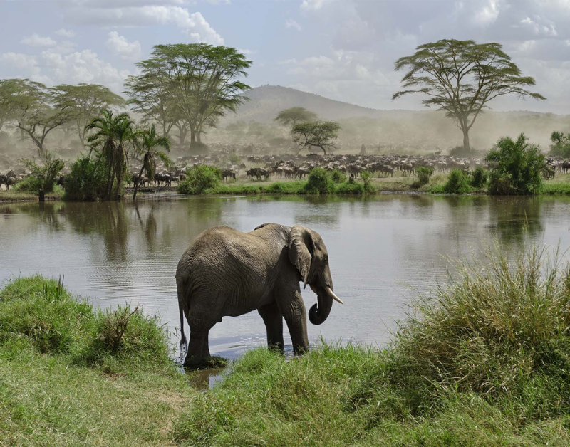 African Tour
