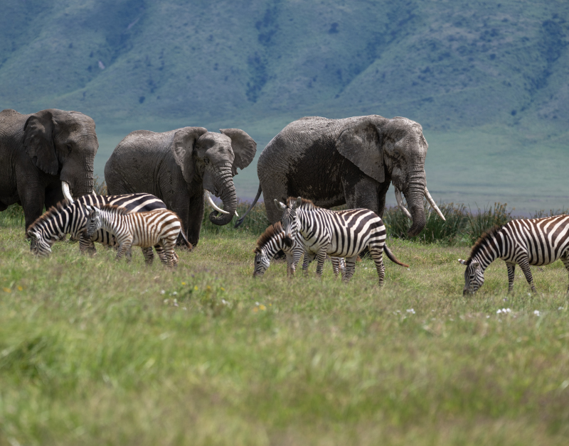 African Tour