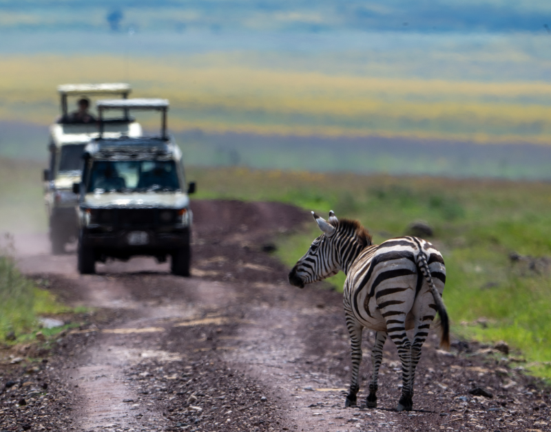 Best African Safari Tours