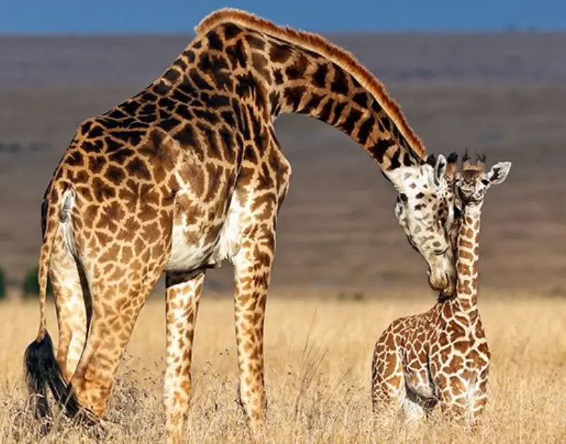 Giraffes Friendly