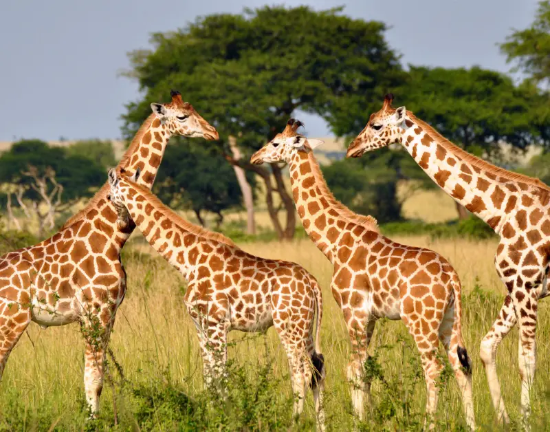 Giraffes Friendly