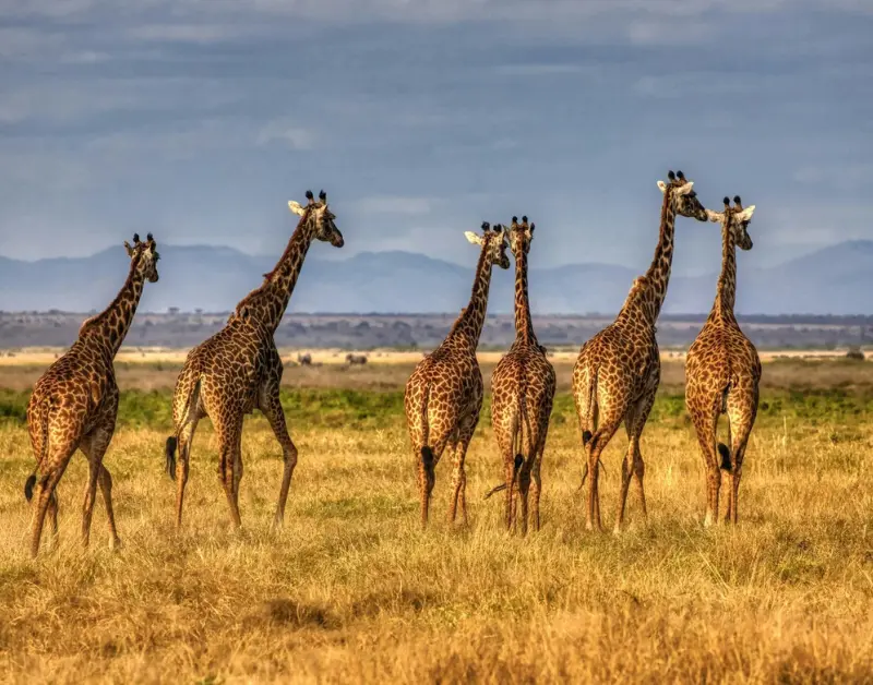 Giraffes Friendly
