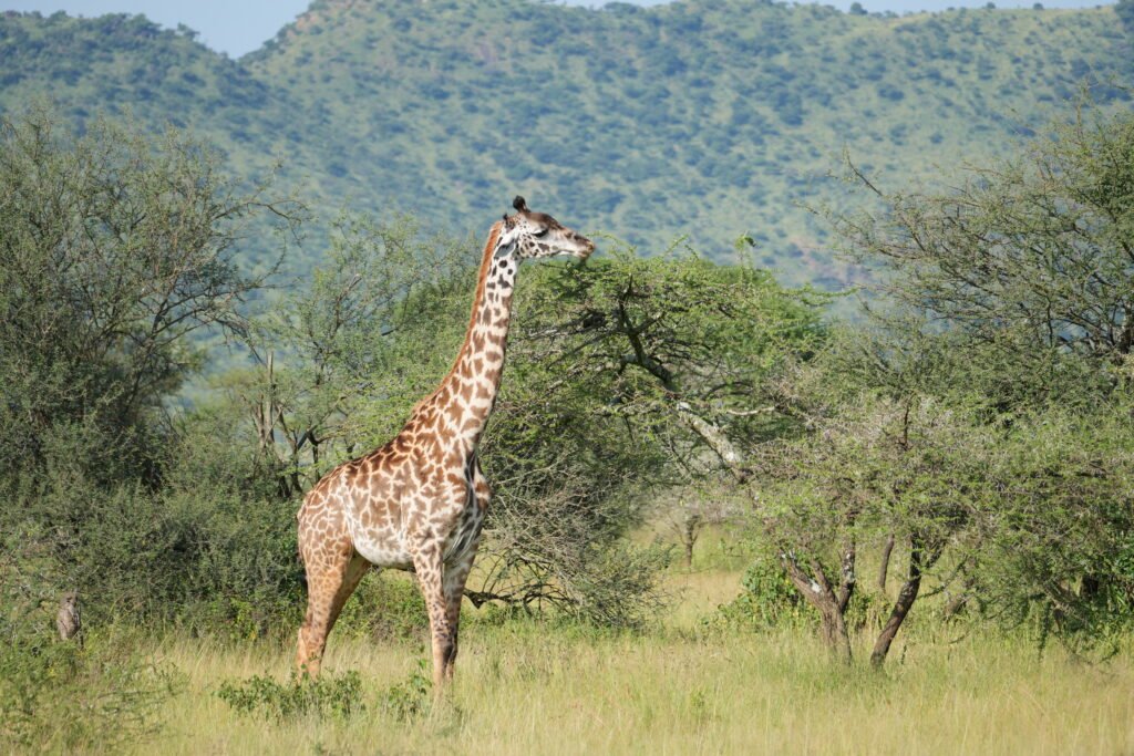 Ngorongoro Crater