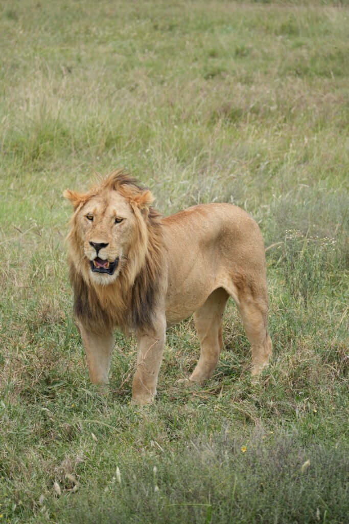 Ngorongoro Crater