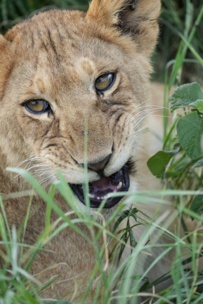 Seronera Serengeti