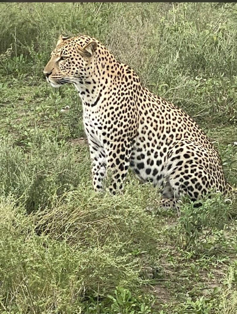 Safari Tours