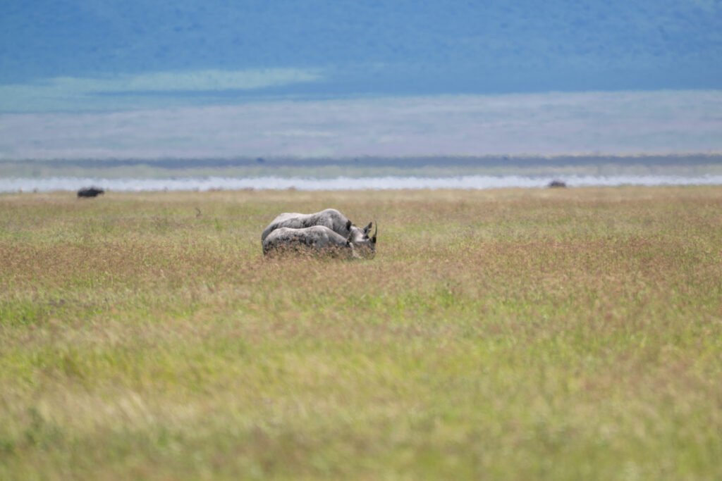 Tanzania Safari