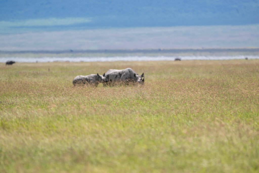 Tanzania Safari