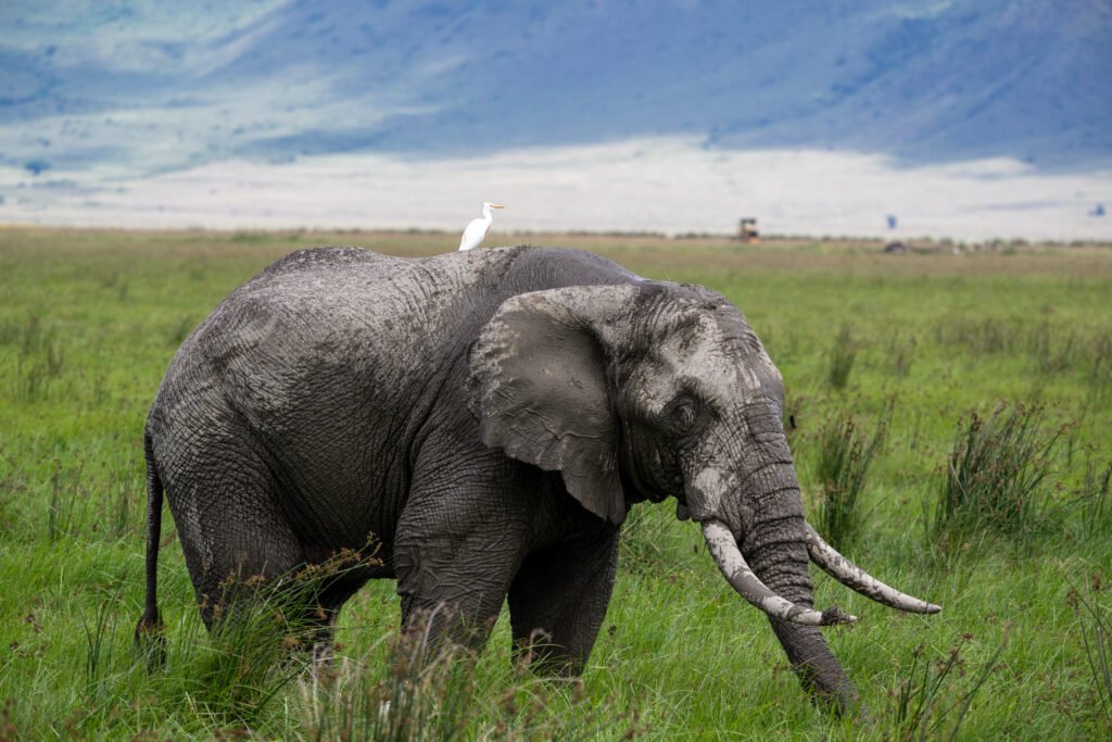 Safari in Tanzania