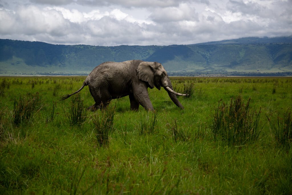 Safari in Tanzania