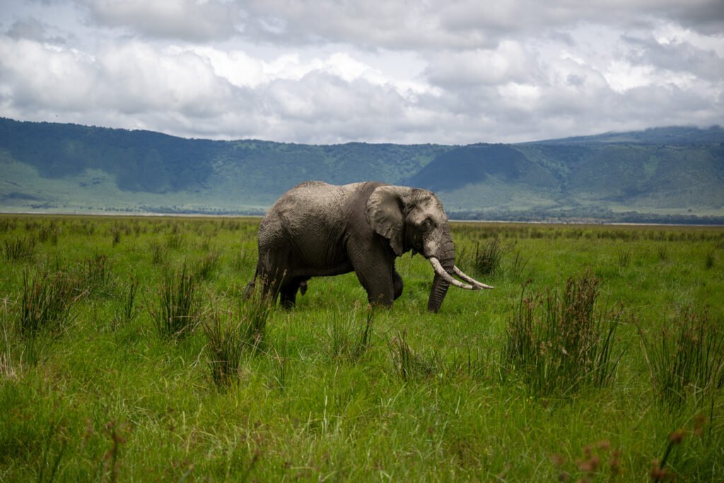 Best Safari Companies in Tanzania