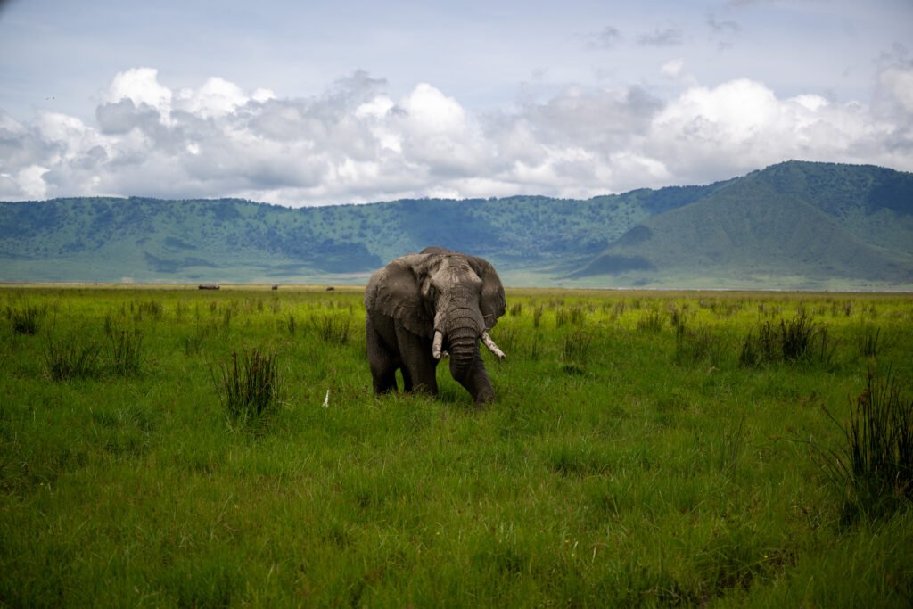 Best Safari Companies in Tanzania