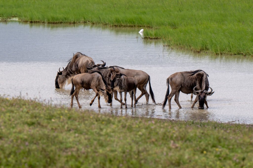 Tarangire Safari Packages