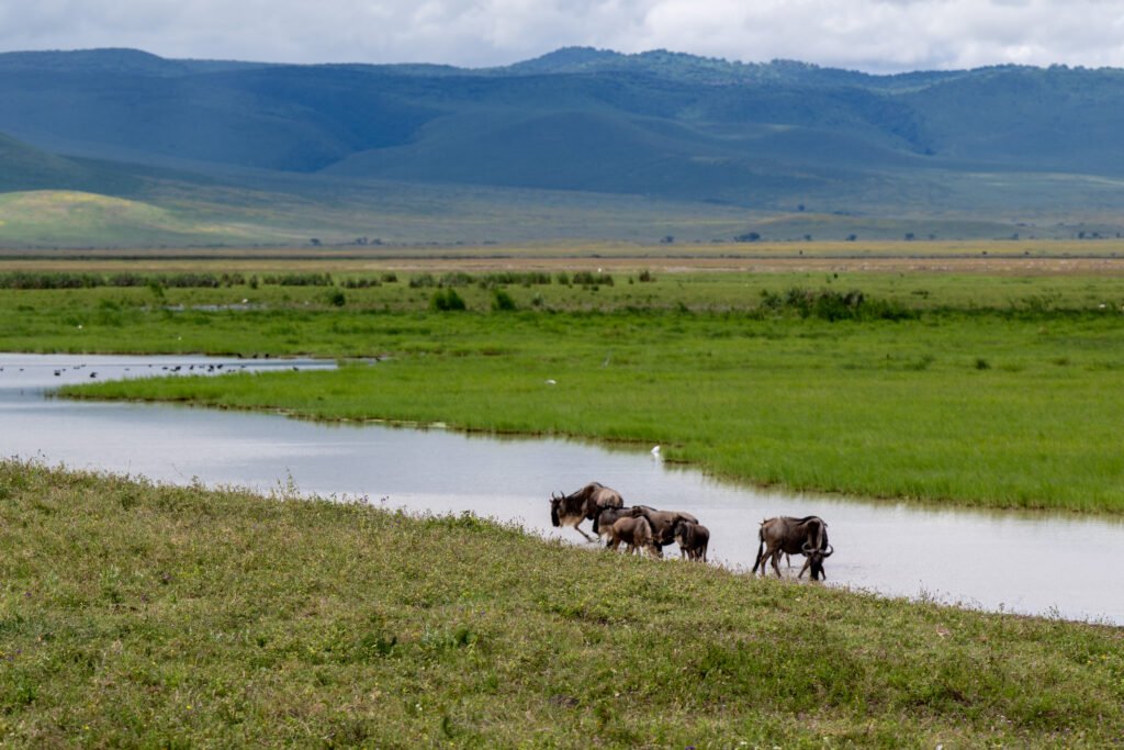 Tarangire Safari Packages