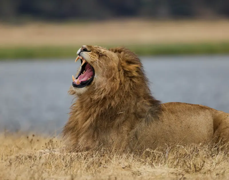 Luxury Serengeti Safari