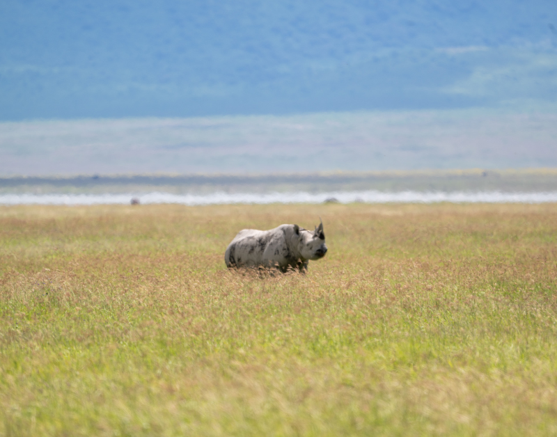 Ngorongoro Crater