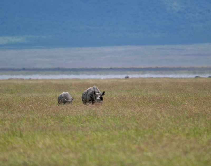Ngorongoro Crater