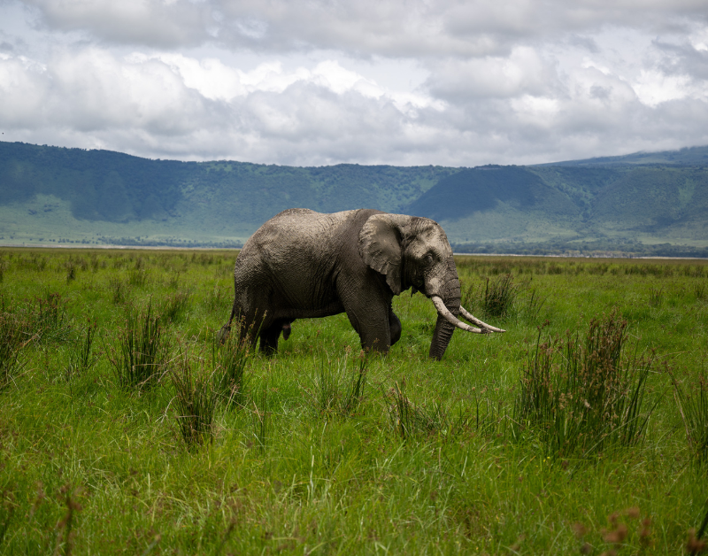 Safari Adventure