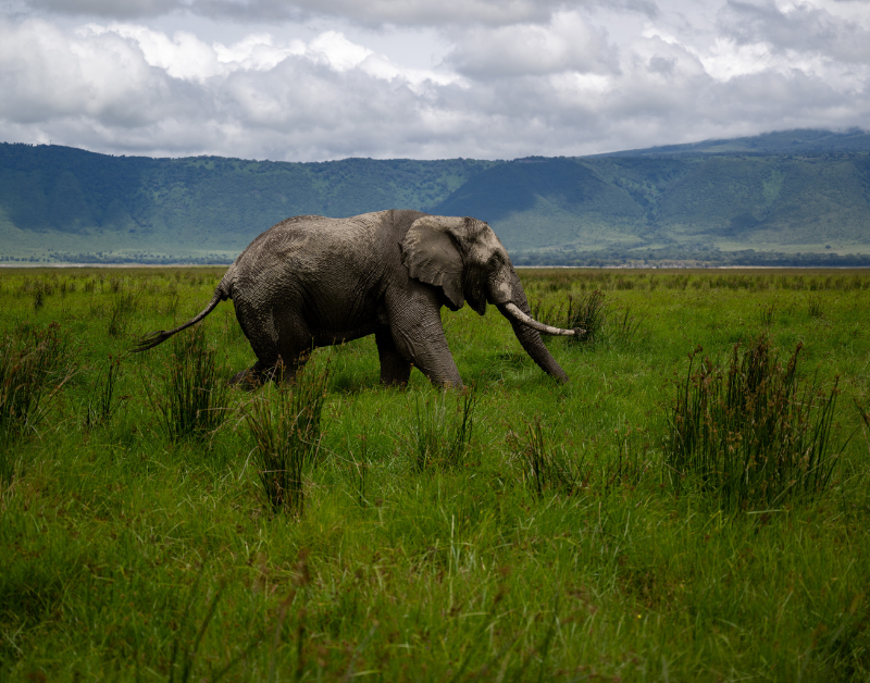 Safari Adventure