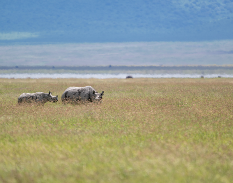 Safari in East Africa