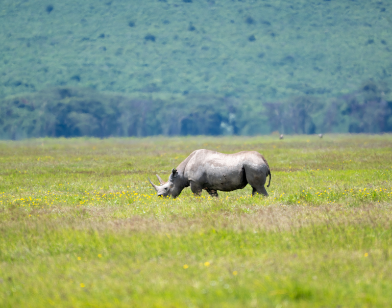 Serengeti Safaris