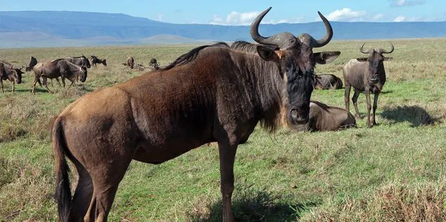 Tanzania Safari Tour