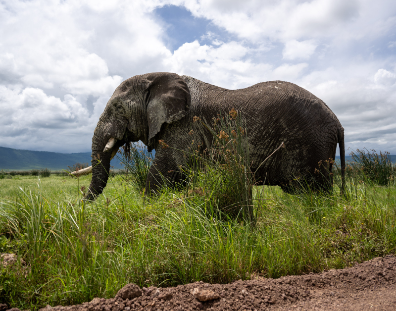Tanzania honeymoon