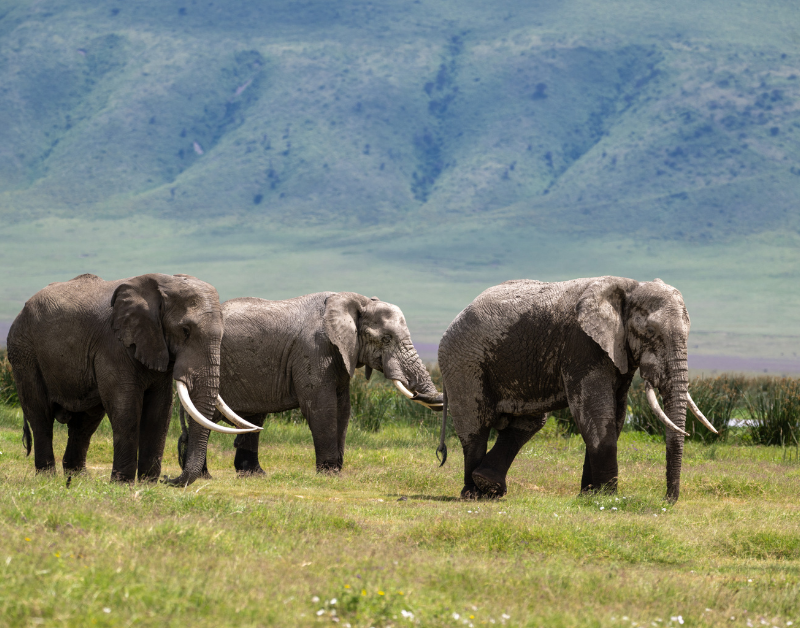 Tanzanian Holiday Safari