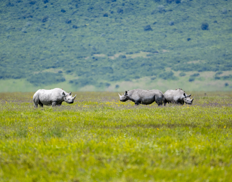 Tanzanian Holiday Safari