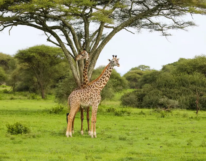 Tanzanian Safari Holiday