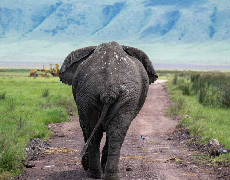 Wildlife Safari Package