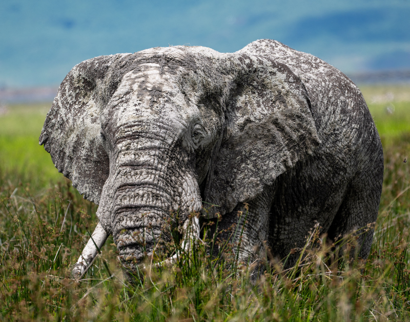 Wildlife Safari Package