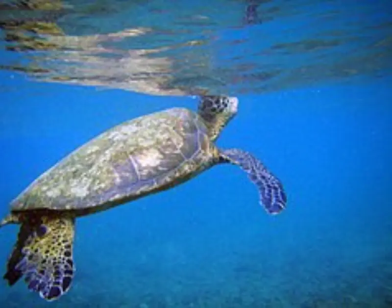 Sea Turtles in Zanzibar