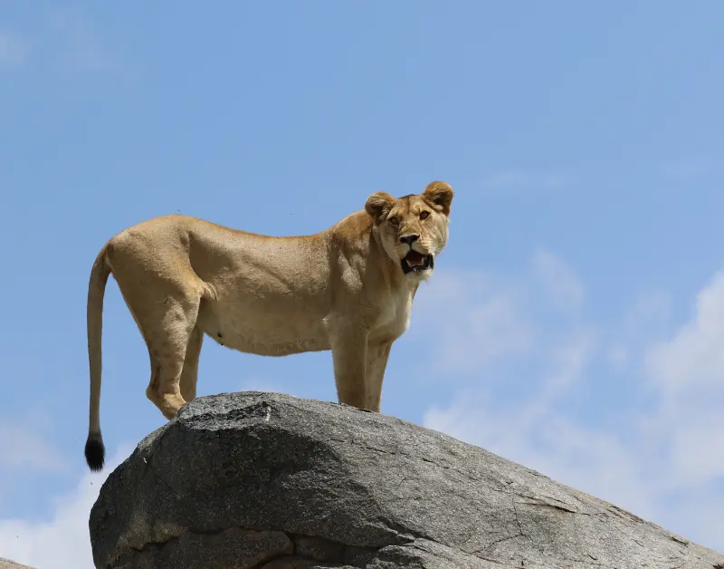 is Tanzania Safe for Tourists