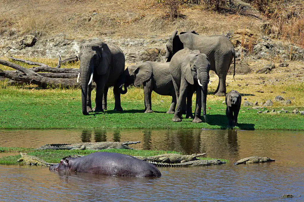 best time to visit tanzania for safari