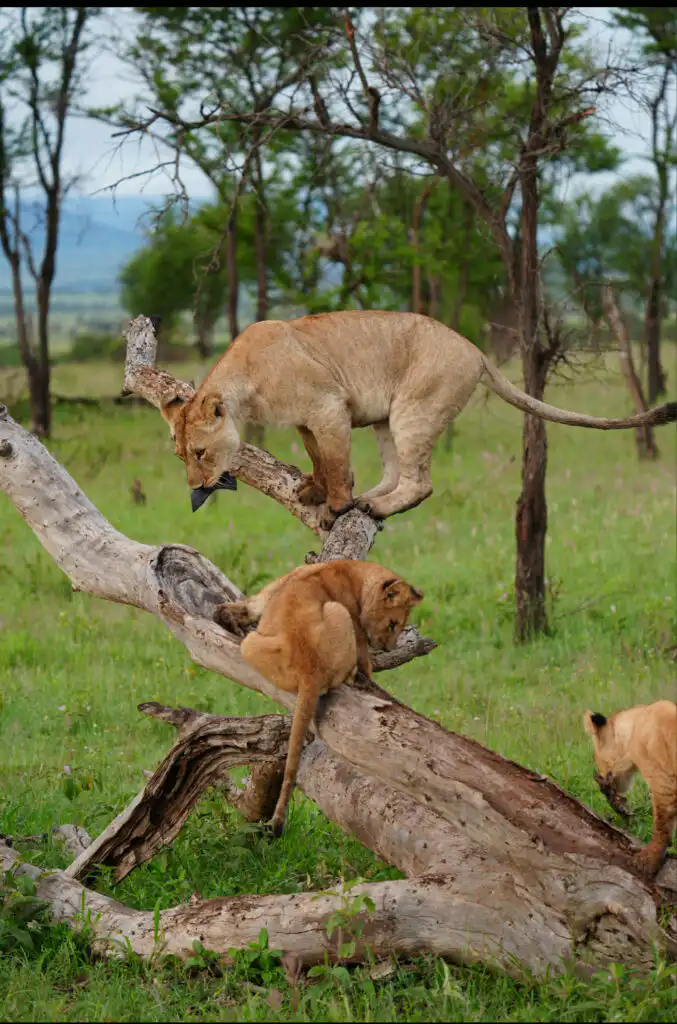 trips to tanzania africa