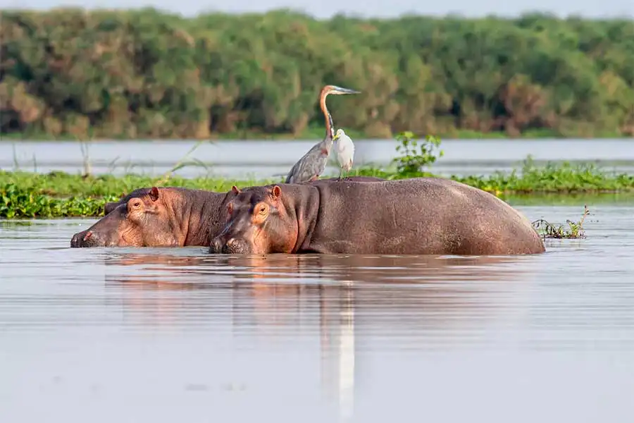 lodge tanzania safari