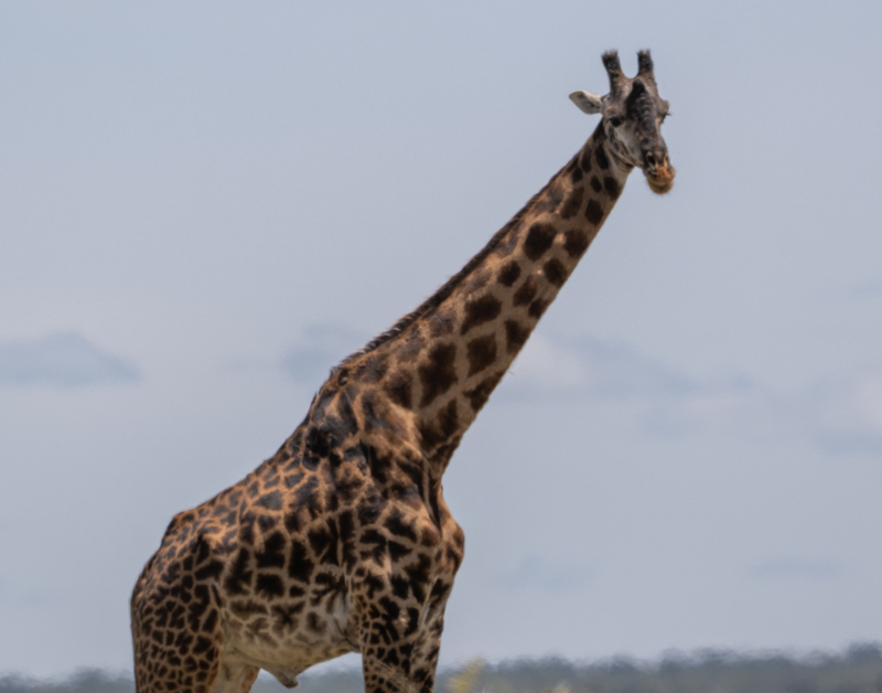 Tanzania Tourism