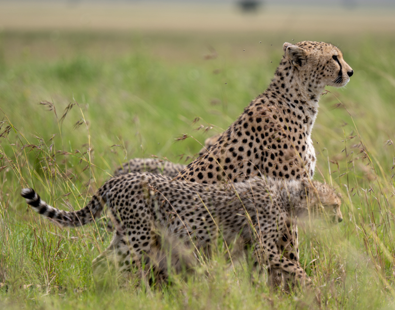 Tanzania Tourism